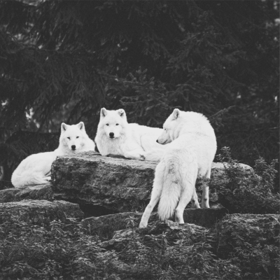 WildWolf_elements-10